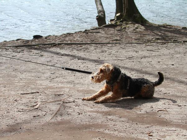 Hund am Ufer des Schlachtensees.