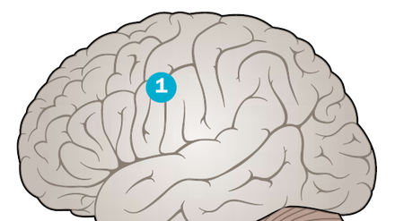 Zeit ist Hirn - bei einem Schlaganfall (1) sterben pro Minute zwei Millionen Neuronen ab. Durch einen Verschluss der Halsschlagader oder ein Blutgerinnsel in den Gehirngefäßen erhalten die Nervenzellen zu wenig Sauerstoff und Nährstoffe. Bei Verdacht sofort 112 wählen!