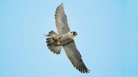 Ein Wanderfalke. 