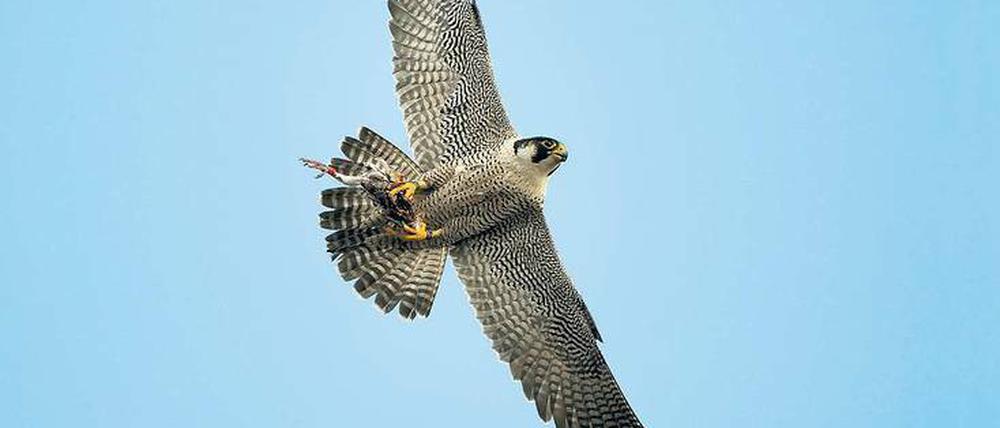 Ein Wanderfalke. 