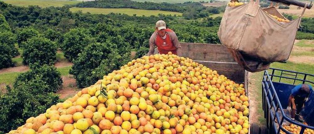 Bergeweise Orangen. Die Anbaugebiete der Konzerne sind so riesig, dass sie sie anhand von Satellitenbildern kontrollieren.