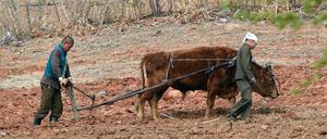 UN-Schätzungen zufolge waren zwischen 2014 und 2016 rund 42 Prozent der nordkoreanischen Bevölkerung unterernährt.