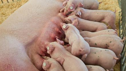 Sie sind süß - und lecker: Mastferkel in Aktion (Symbolfoto).