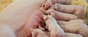 Sie sind süß - und lecker: Mastferkel in Aktion (Symbolfoto).