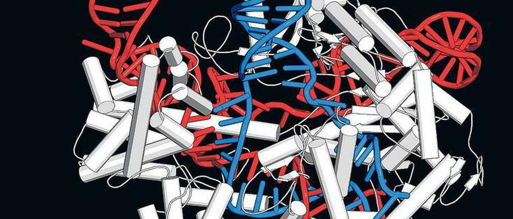 Genomchirurgie. Die Abbildung zeigt, wie eine molekulare „Genschere“ den Doppelstrang des Erbguts (blau) öffnet, um gezielt Veränderungen vorzunehmen.