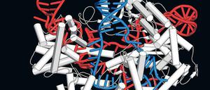 Genomchirurgie. Die Abbildung zeigt, wie eine molekulare „Genschere“ den Doppelstrang des Erbguts (blau) öffnet, um gezielt Veränderungen vorzunehmen.