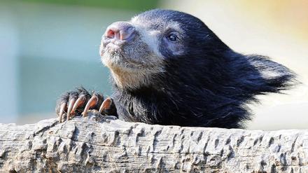 Das Lippenbärweibchen "Devi" aus dem Berliner Zoo.