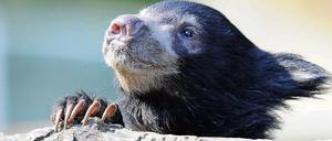 Das Lippenbärweibchen "Devi" aus dem Berliner Zoo.