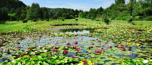 Schwante ist ein attraktivstes Ausflugsziele im Norden Berlins - das liegt vor allem am Schaugarten, den der Berliner Michael Beuthe schon kurz nach der Wende auf dem 90 000 Quadratmeter großen Gelände einer alten Baumschule eingerichtet hat.