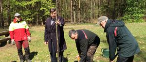 Hat alles im Griff: Andreas Geisel legt Hand an beim Pflanzen einer jungen Linde.