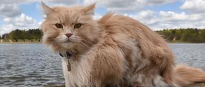 Star des Schlosses. Kater Sheldon entspannt sich am Ufer des Grinericksees.
