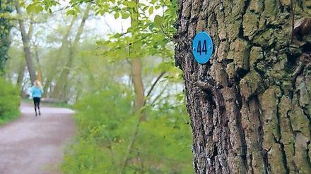 Stehn wa im Wald hier? So sehen die Orientierungsnummern aus. 