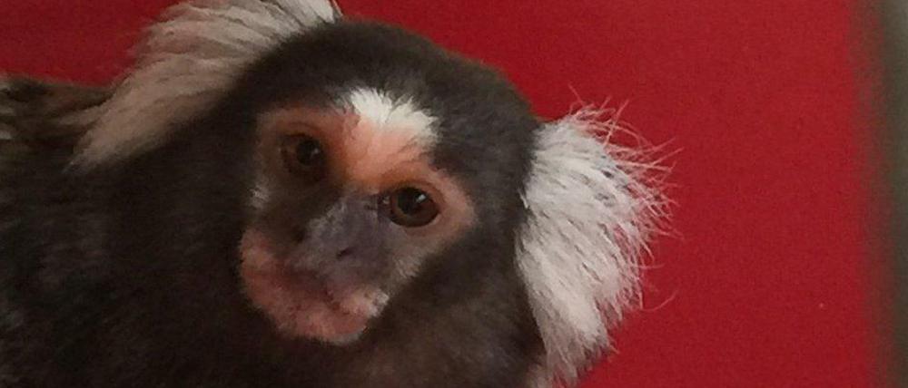 Das ist das kleine Äffchen, die Polizei hat es in eine Tierklinik gebracht. 