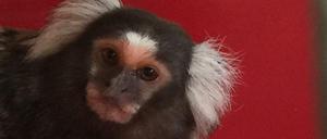 Das ist das kleine Äffchen, die Polizei hat es in eine Tierklinik gebracht. 