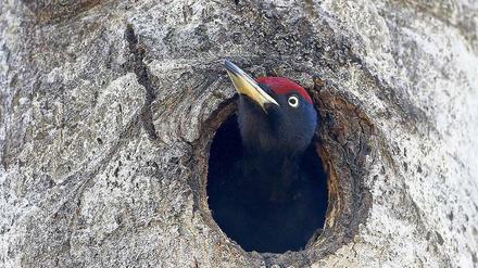 Das Leben geht weiter. Ein Specht in einer Baumhöhle innerhalb des Sperrgebiets. Seit 1986 hat die Zahl der Wildtiere in der Region zugenommen. Allerdings treten Studien zufolge auch gehäuft Mutationen auf. 