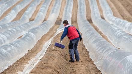 Spargel für 8,50 Euro die Stunde stechen? Bis zur Einführung des Mindestlohns bekamen vor allem die Saisonarbeiter aus Polen meistens weniger Geld.