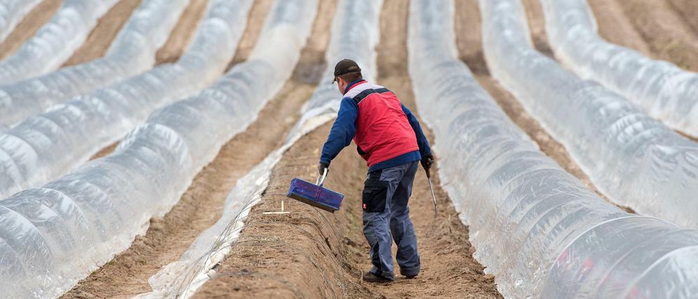 Spargel für 8,50 Euro die Stunde stechen? Bis zur Einführung des Mindestlohns bekamen vor allem die Saisonarbeiter aus Polen meistens weniger Geld.