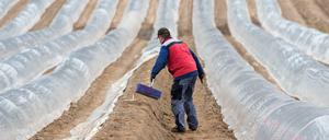 Spargel für 8,50 Euro die Stunde stechen? Bis zur Einführung des Mindestlohns bekamen vor allem die Saisonarbeiter aus Polen meistens weniger Geld. 