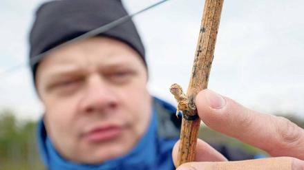 Kalte Nächte haben den jungen Trieben sehr zugesetzt. Winzer befürchten nun Millionen-Verluste. 