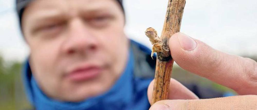 Kalte Nächte haben den jungen Trieben sehr zugesetzt. Winzer befürchten nun Millionen-Verluste. 