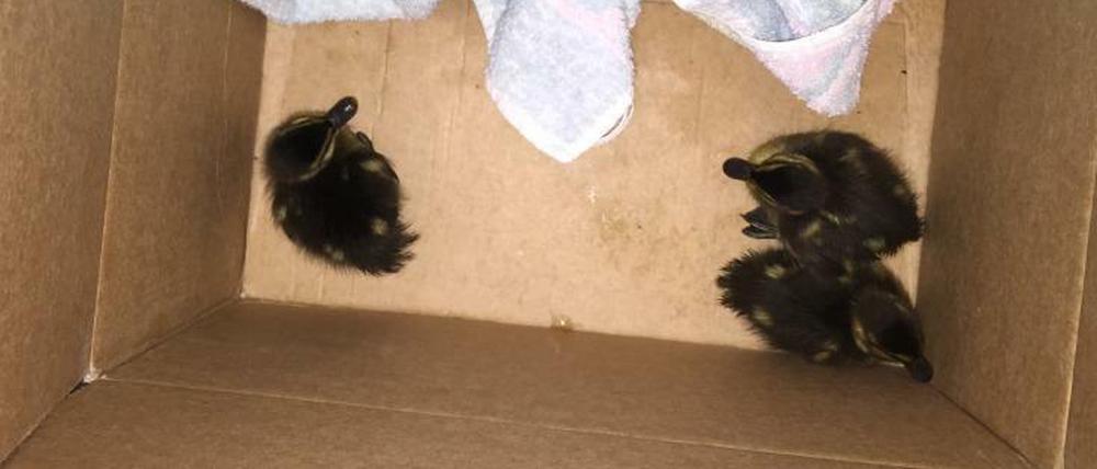 Wie süß: Die Entenküken in ihrem Zwischenquartier, einem Pappkarton.