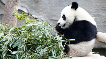 Der Zoo soll Pandas bekommen (nicht diesen).