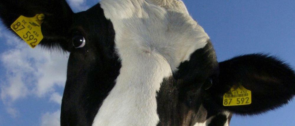 Die europäischen Bauern sind die größten Milchproduzenten der Welt.