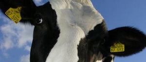 Die europäischen Bauern sind die größten Milchproduzenten der Welt. 