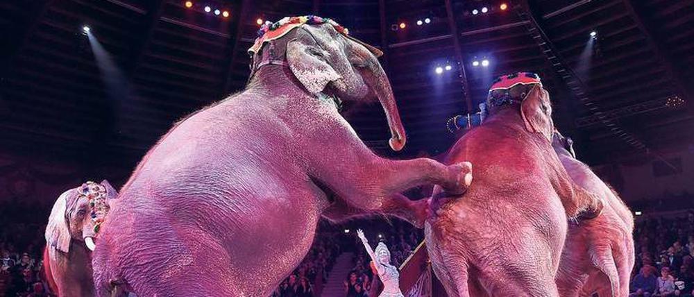 Elefantenrunde. Der „Circus Krone“ setzt weiter auf Tiernummern, um die Zuschauer zu unterhalten.