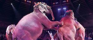 Elefantenrunde. Der „Circus Krone“ setzt weiter auf Tiernummern, um die Zuschauer zu unterhalten.