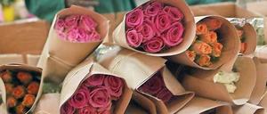 Rosen aus Kenia. Ein Teil der in Europa verkauften Schnittblumen wird in Afrika produziert. Fairer Handel steigert dabei die Lebensqualität der Beschäftigten. 