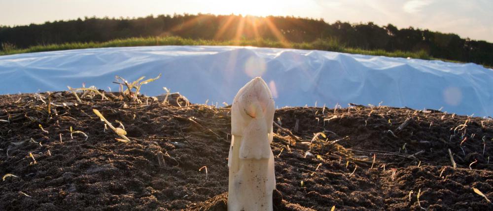 Mit der Sonne wird die Ernte besser und er wird billiger. Doch die Preise bewegen sich weiter bei einem 10-Jahres-Hoch. 