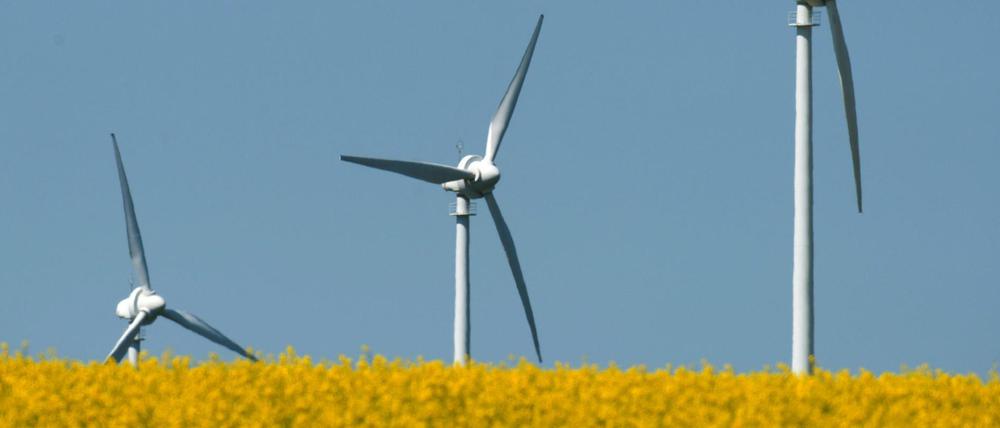 Windräder stehen in einem blühenden Rapsfeld in der Nähe von Wolgast.