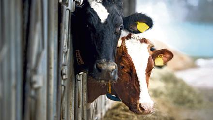 Zu viele: Über vier Millionen Milchkühe leben in Deutschland, sie geben zu viel Milch.