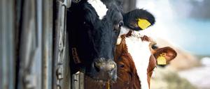 Zu viele: Über vier Millionen Milchkühe leben in Deutschland, sie geben zu viel Milch.