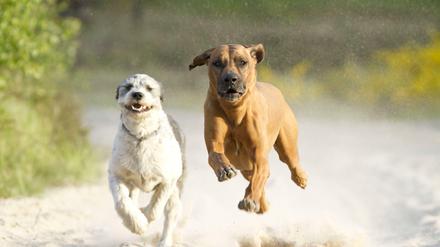 Umstritten: Frei laufende Hunde am Schlachtensee und an der Krummen Lanke - wenn sie Wasser wittern, gibt es kein Halten mehr.