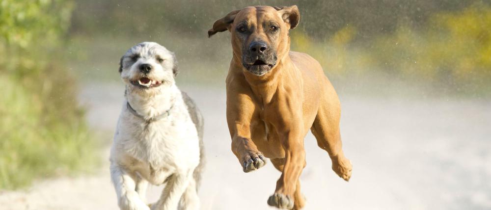 Umstritten: Frei laufende Hunde am Schlachtensee und an der Krummen Lanke - wenn sie Wasser wittern, gibt es kein Halten mehr.