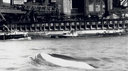 Im Schmutzwasser. Der Weißwal taucht auch vor der Duisburger Kupferhütte auf.
