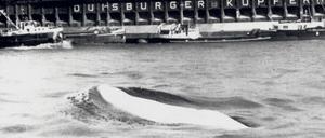 Im Schmutzwasser. Der Weißwal taucht auch vor der Duisburger Kupferhütte auf.