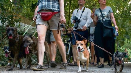 Das neue Hundegesetz könnte Verwirrung darüber stiften, was überhaupt als Badestelle durchgeht und was nicht.