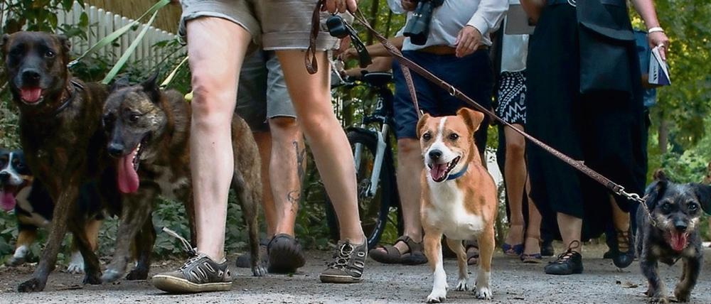 Das neue Hundegesetz könnte Verwirrung darüber stiften, was überhaupt als Badestelle durchgeht und was nicht.
