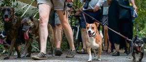 Das neue Hundegesetz könnte Verwirrung darüber stiften, was überhaupt als Badestelle durchgeht und was nicht.