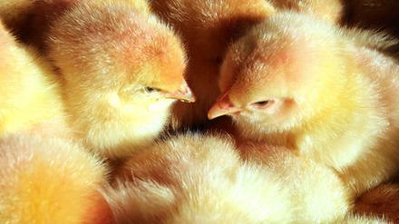 Flauschig, aber für die Brutbetriebe wertlos: Männliche Küken werden nach der Geburt getötet. 