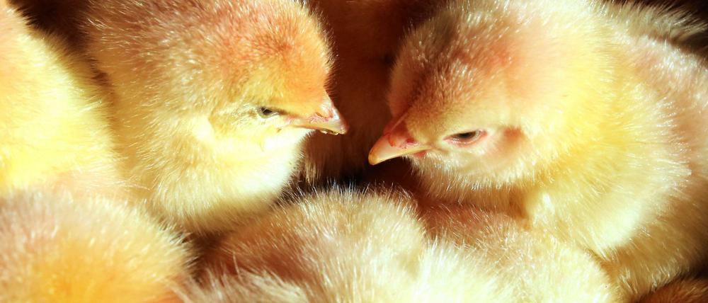 Flauschig, aber für die Brutbetriebe wertlos: Männliche Küken werden nach der Geburt getötet.