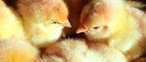 Flauschig, aber für die Brutbetriebe wertlos: Männliche Küken werden nach der Geburt getötet. 