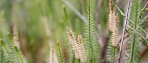 Der Sprossende Bärlapp ist typisch für das Moor...