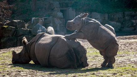 Spiel mit mir: Panzernashörner im Berliner Tierpark.