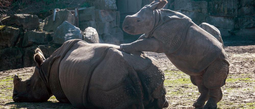 Spiel mit mir: Panzernashörner im Berliner Tierpark.