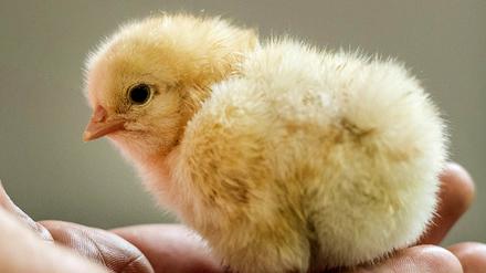 Das falsche Geschlecht: Männliche Küken werden entsorgt. 