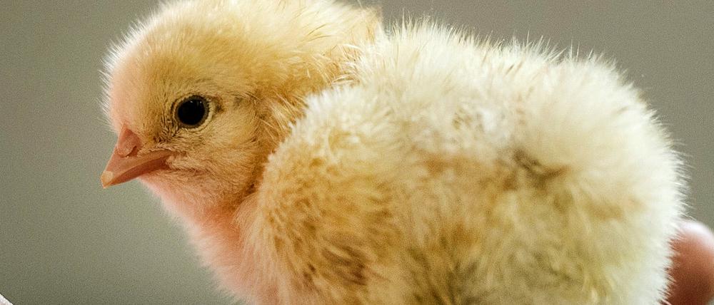 Das falsche Geschlecht: Männliche Küken werden entsorgt.